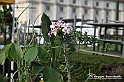 VBS_6595 - FLOREAL Ottobre 2022 - Tre giorni di fiori, piante e bellezza